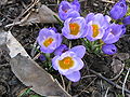 Crocus sieberi subsp. sublimis 'Tricolor'