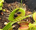 Muscoid fly trapped by Dionaea muscipula