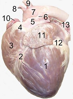 Heart of dog. 1. بطين أيسر 2. تلم أمامي بين البطينين 3. بطين أيمن 4. المخروط الشرياني  [لغات أخرى]‏ 5. جذع رئوي 6. Ligamentum arteriosum 7. قوس الأبهر 8. شريان عضدي رأسي 9. left شريان تحت الترقوة 10. أذين (قلب) 11. أذين (قلب) 12. دهن 13. وريد رئوي