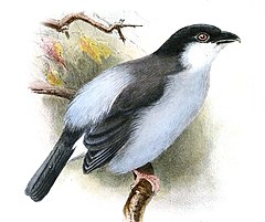 Description de l'image Dryoscopus angolensis Lodge.jpg.