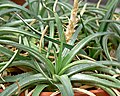 Dyckia rariflora