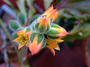 Close-up of flowers