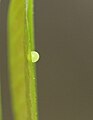 Freshly laid egg on Polyalthia longifolia