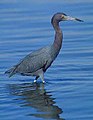 Little Blue Heron