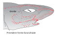 Image 8Distribution of highly sensitive ampullae of Lorenzini across the shark's head and rostrum. (from Shark agonistic display)