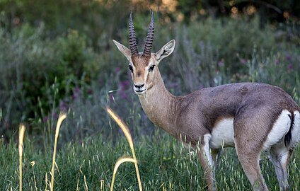 Gazelle de montagne en Israël en avril 2016.