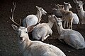 Gaziantep Zoo White deer