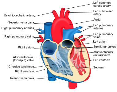 Human heart diagram, by ZooFari
