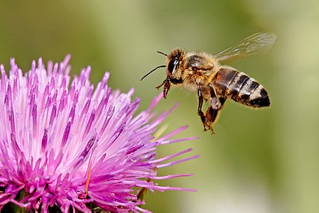Western honey bee, by Fir0002