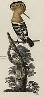 The Hoopoe bird was recorded as residing in Britain in the 18th century
