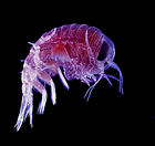 Hyperia macrocephala - plankton