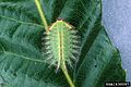 Larva