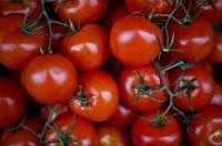 Italian vine tomatoes