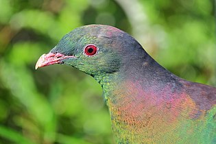 Kererū