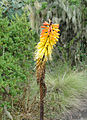 Fackellilie Kniphofia foliosa