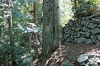 山門脇の急傾斜地に根を張る。