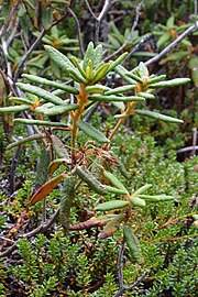 Specimen in Newfoundland and Labrador