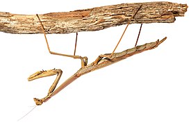 Archimantis latistyla