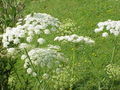 Flowers of Laserpitium latifolium