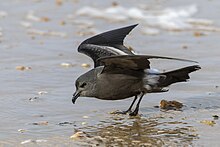 A Leach's storm-petrel foraging on beachy grounds with its wings up