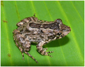 Leptodactylus petersii