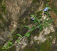 根基から横に這う長い無花枝を出し、先端から根を出して新しい株を作る