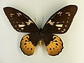 Ornithoptera goliath