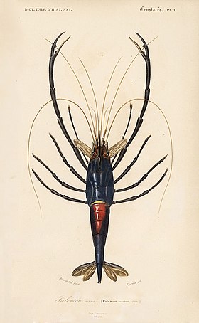 Macrobrachium carcinus em ilustração de 1838