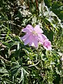 Malva alcea