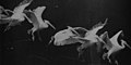 Image 20Flying pelican captured by Marey around 1882. He created a method of recording several phases of movement superimposed into one photograph (from History of film technology)
