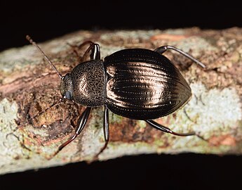 Meracantha contracta, USA