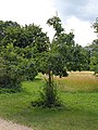 Habitus of a young tree: higher than broad