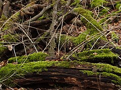 bryophytes