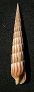 Myurella undulata