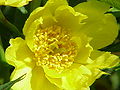 Paeonia ludlowii (sin. Paeonia lutea var. ludlowii