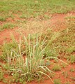 Image 9Native millet, Panicum decompositum, was planted and harvested by Indigenous Australians in eastern central Australia. (from History of agriculture)