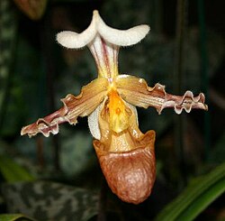 Paphiopedilum tranlienianum