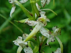 Fleurs de platanthère à fleurs verdâtres.