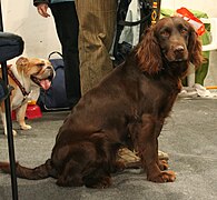 Spaniel alemán