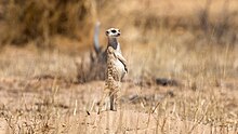 Pregnant meerkat in South Africa