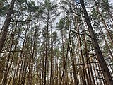 Forest near Stare Kiełbonki