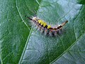 Raupe vom Schlehen-Bürstenspinner