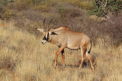 H. e. equinus, South Africa