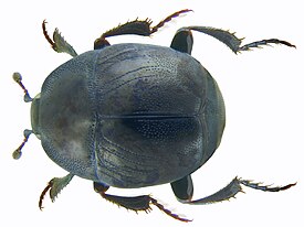 Saprinus semistriatus