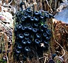 a cluster of about 2 dozen small black cupcake fungi growing on wood