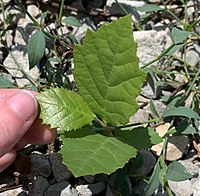 Seedling sprouting in gravel