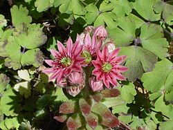 Sempervivum arachnoideum.