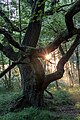 Tree in the Venner Moord