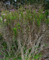 Senecio glastifolius