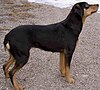A medium sized black and tan dog with a short tail stands facing right.